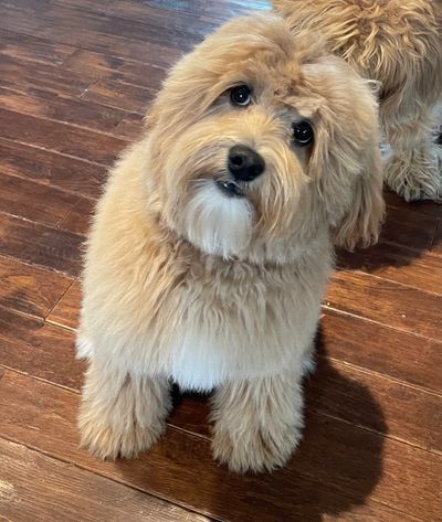 Dam Oakley belongs to Australian Labradoodles Midwest Connection Dog Breeder.