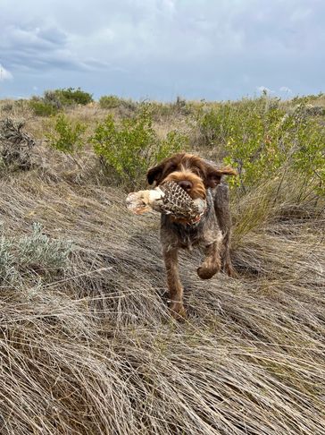 A Montana wirehaired pointing griffon retrieving a bird