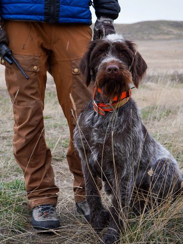 A wirehaired pointing griffon in Montana at a NAVHDA training clinic