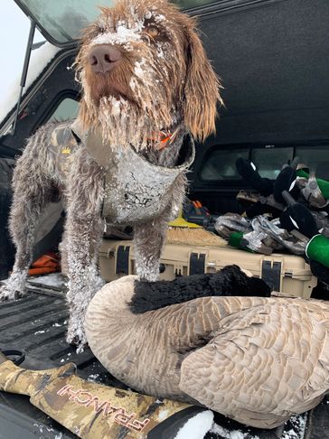 A handsome and snow covered  wirehaired pointing griffon standing over a harvested goose in Montana