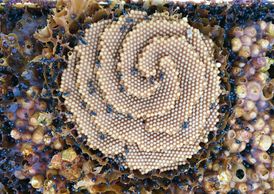 tetragonula carbonaria pollination macadamia