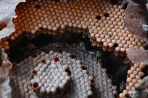 comb melipona fasciculata