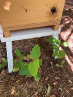 Australian native bees are also seed dispersers. Small plants of cadaghi (Corymbia torelliana) from