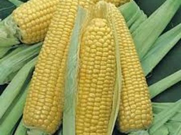 Fresh ears of corn with husks partially peeled back.
