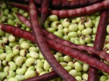 Fresh purple pods with green beans.