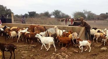 Masai indigenous communities are struggling with a lack of food and water for their herds.