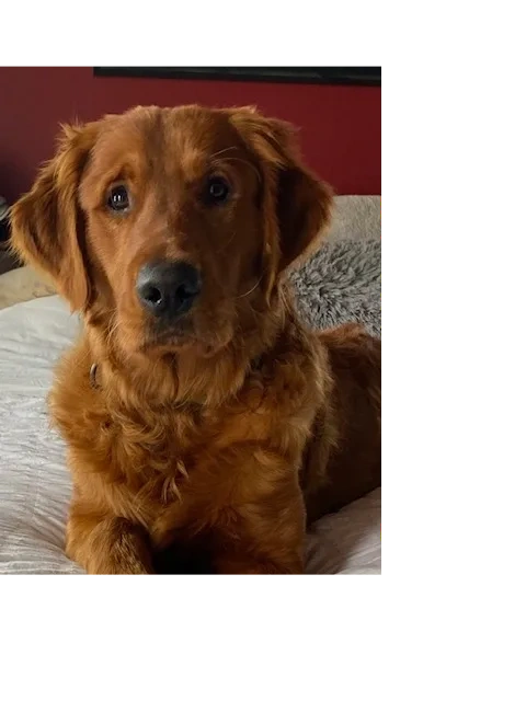 Ryder is Elegant! Supporting a soft, rich dark red field coat