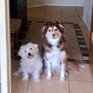Small white fully dog sitting next to a tall pretty border collie at the front door of a house.
