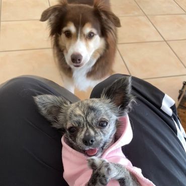 Cute small breed dog wearing a pink hoodie with a border collie in the background watching on.