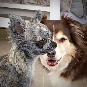 Petite brindle chihuahua and a border collie standing protectively behind her.