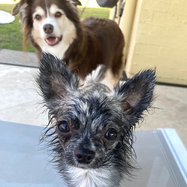 Small wet chihuahua close up with a border collie protectively behind her.