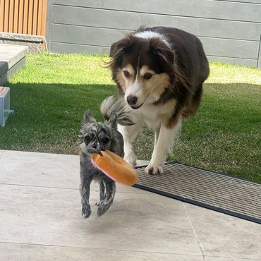 Two dogs playing with a donut shaped toy in the outdoor zone of pico pups daycare.