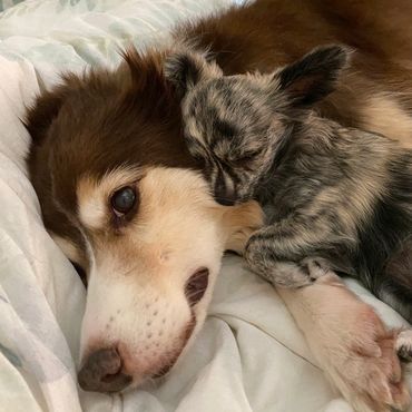 Close up of a tiny dog sleeping and resting her head on a large dog face,