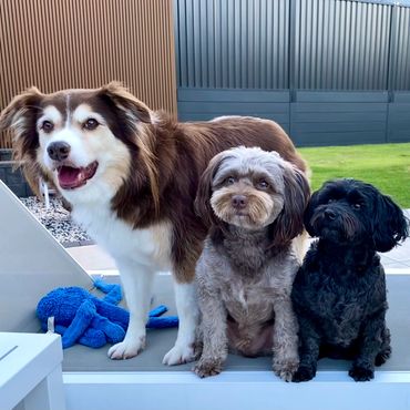 Beautiful photo of 3 dogs sitting on a sunbed at Pico Pups Doggy Daycare.