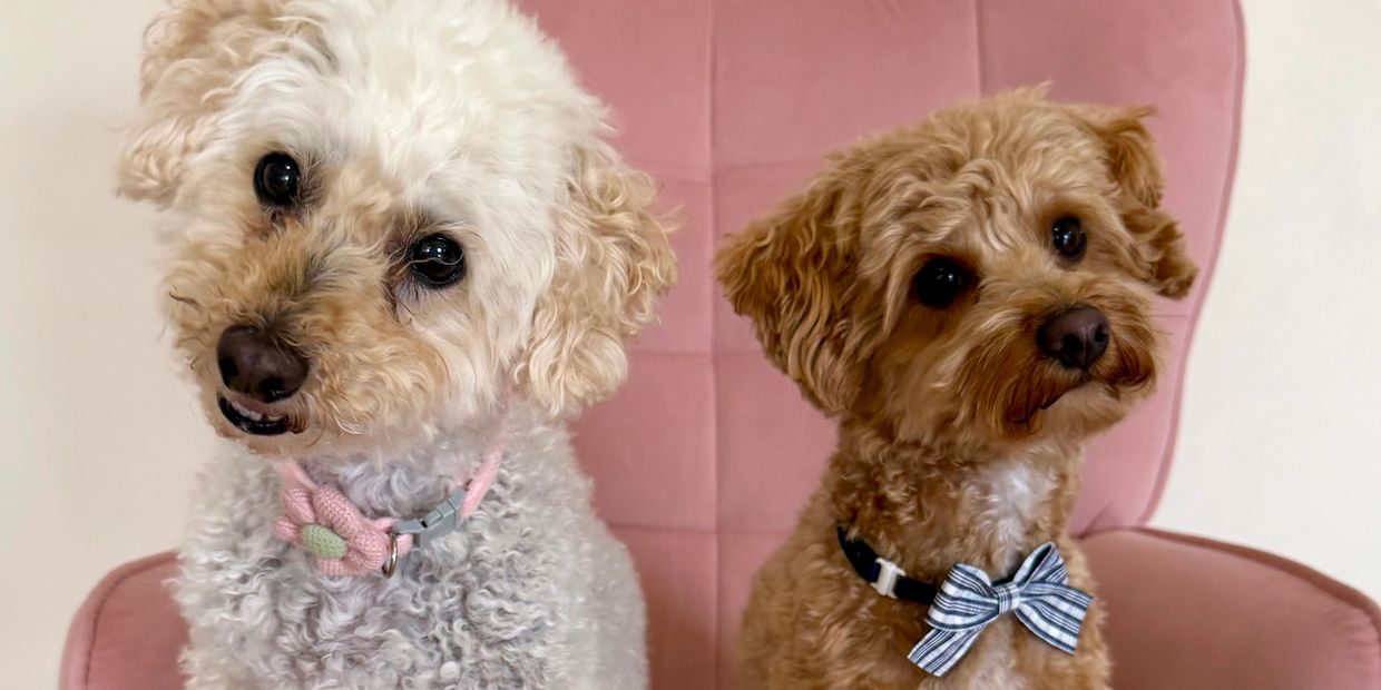Two adorable small dogs sitting on a pink chair at Pico Pups Dog Daycare Algester - a doggy daycare