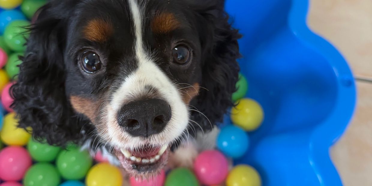 Cute small cavalier king charles dog playing in a ball pit at Pico Pups Dog Daycare Calamvale.