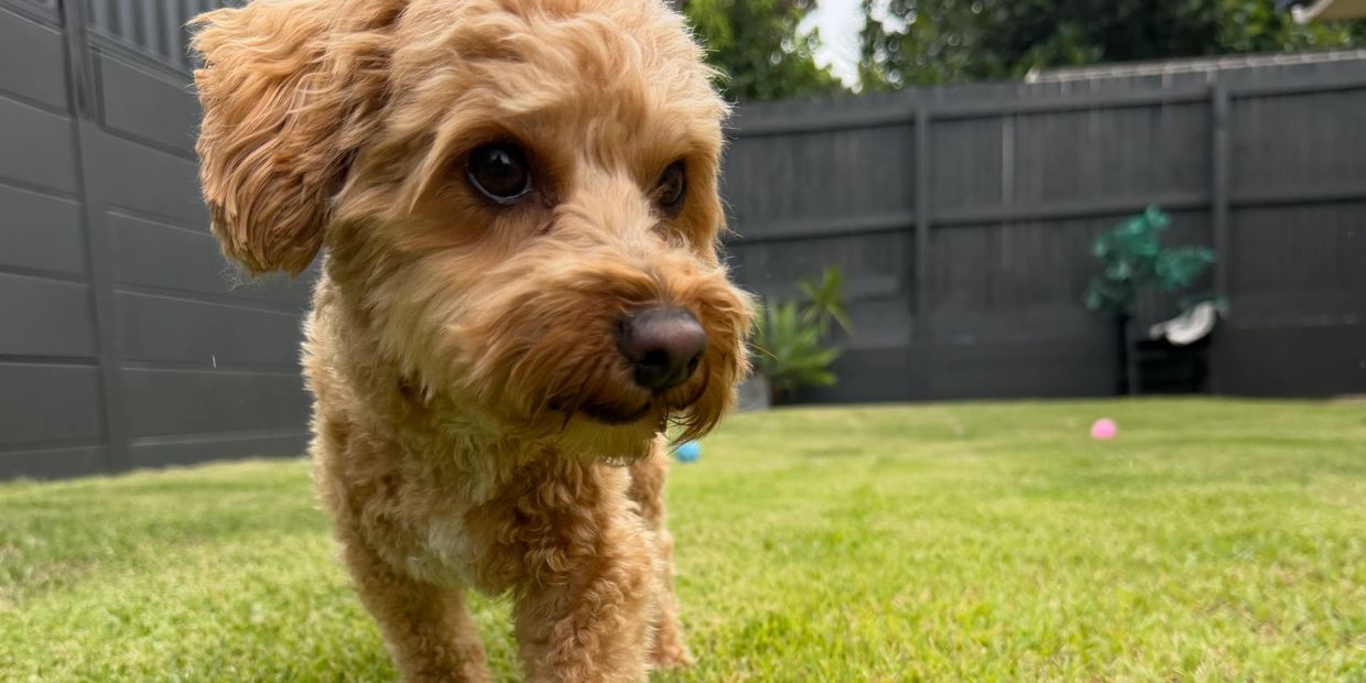 Small dog daycare near stretton. Large secure backyard to play.