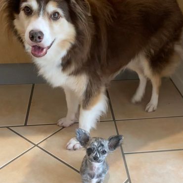 Teeny tiny chihuahua puppy next to a large gentle border collie.
