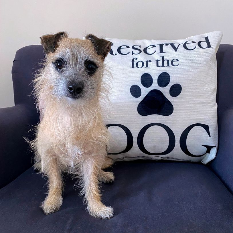 Little scruffy dog sitting on a chair with a pillow saying reserved for the dog at Pico Pups Daycare