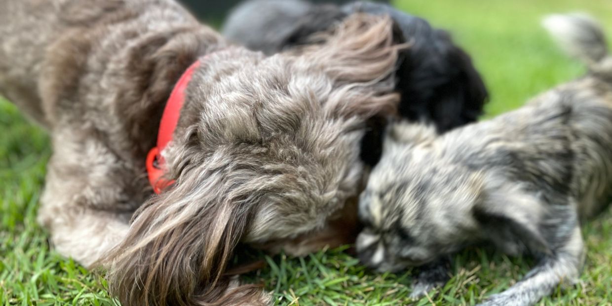 Small dogs playing at Pico Pups Parkinson daycare - a safe space for small dogs near sunnybank hills