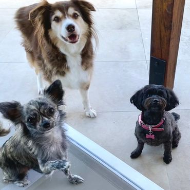 Three adorable dogs looking directly at the camera while playing outside at doggy daycare.