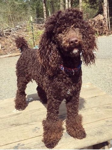 Toby