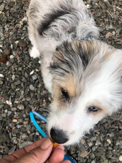 A dog with blue and brown eyes sniffing a treat.
