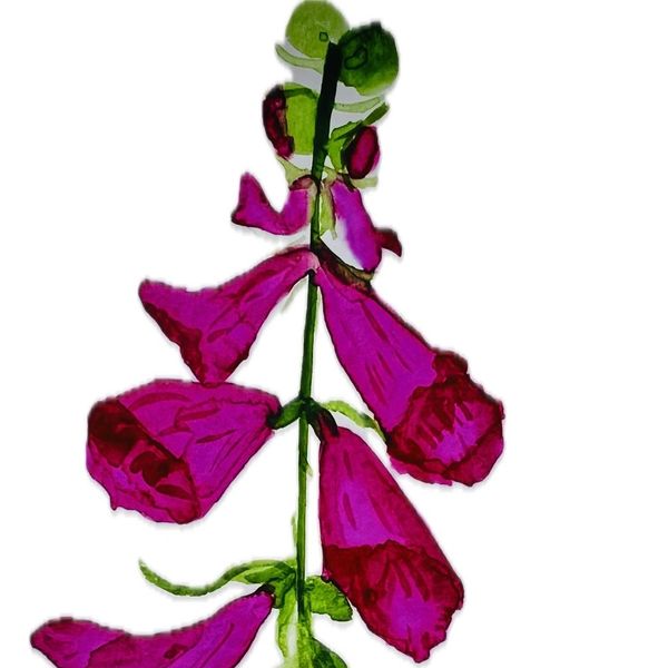 Illustration of a purple foxglove flower with green leaves.