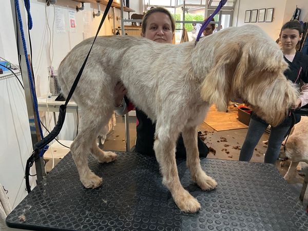 Italian Spinone after hand stripping