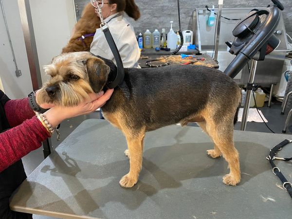 Border Terrier after clipping