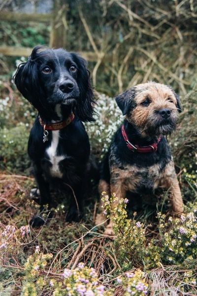 Working Cocker Spaniel and Border Terrier