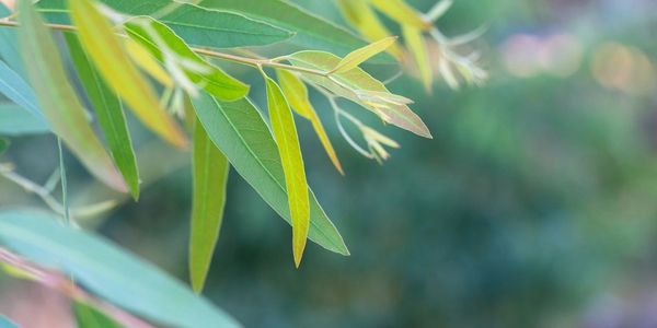 mental health Mackay