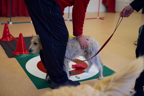 An example of one of the activities carried out in a Dogs Do Therapy session