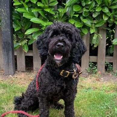 Arnold, one of the Dogs Do Therapy dogs