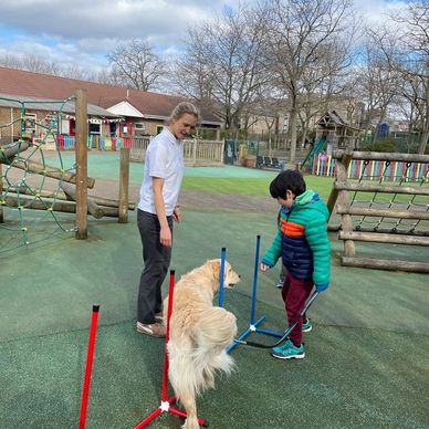 Sam the Golden Retriever at work