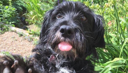 Dog sitting and walking services in Cardrona, Peebles, Scottland, black dog, playing
