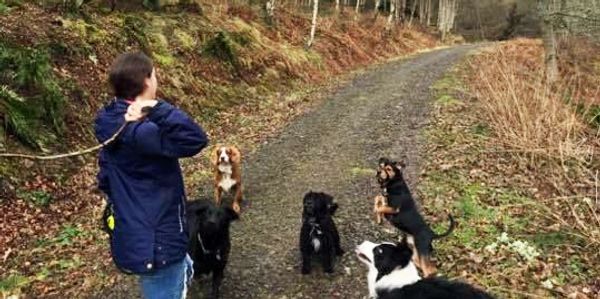 Dog Walking in Scottland, Cardrona, Peebles
