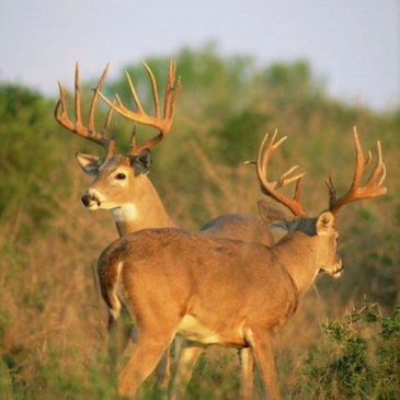 This is an image of two whitetail deer on the Hindes Ranch, Photo Credit to Dave Richards.