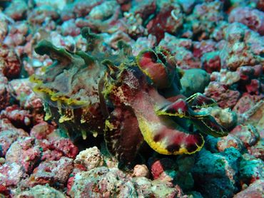 Unique experiences scuba diving