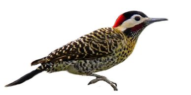 Cómo alejar a los pájaros carpinteros de mi propiedad