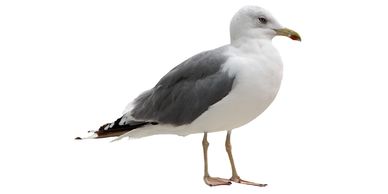 Cómo alejar a a las gaviotas de mi propiedad
