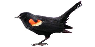 Cómo alejar a las aves mirlo de mi propiedad