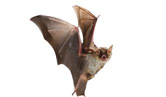 Cómo alejar a los murciélagos de mi propiedad