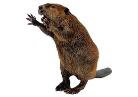 Cómo alejar a los castores de mi propiedad