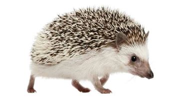 Cómo alejar a los puercoespín de mi propiedad