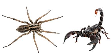 Cómo alejar a las arañas de mi propiedad