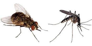 Cómo alejar a las moscas y mosquitos de mi propiedad