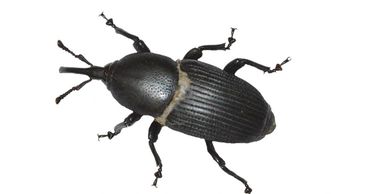 Cómo alejar a los escarabajos de mi propiedad