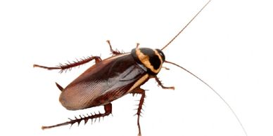 Cómo alejar a las cucarachas de mi propiedad