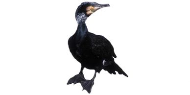 Cómo alejar a los cormorán de mi propiedad